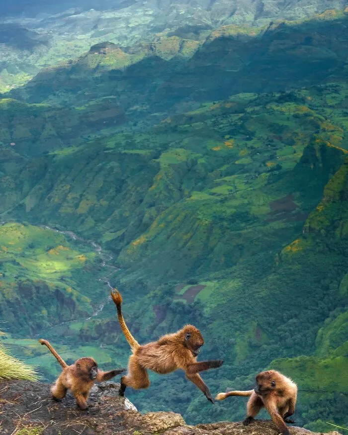 67 Incredible Shots By Indian Wildlife Photographer, Varun Aditya
