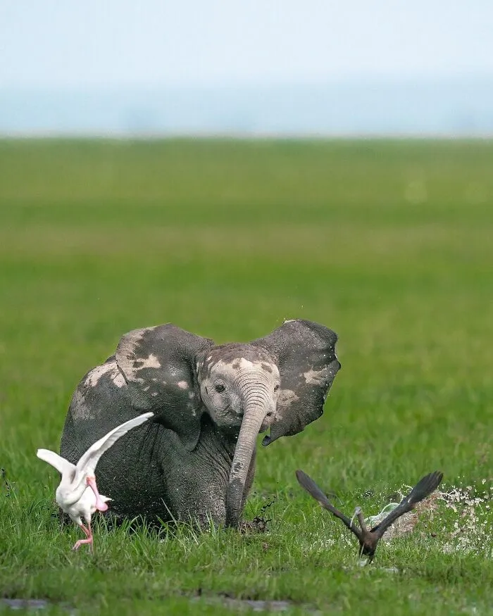 67 Incredible Shots By Indian Wildlife Photographer, Varun Aditya
