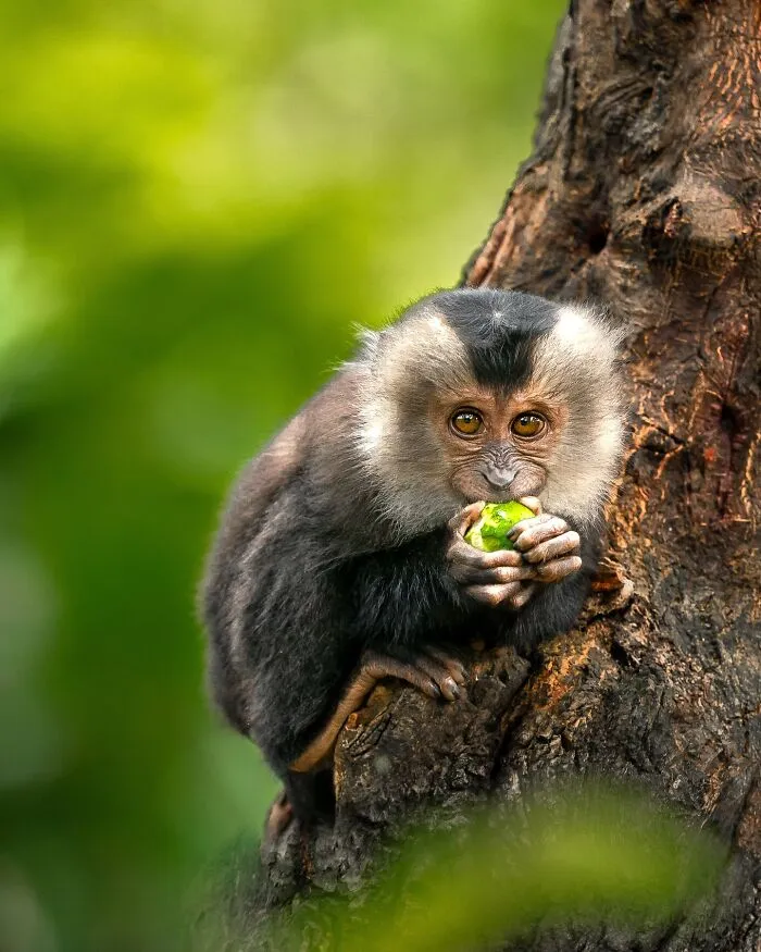 67 Incredible Shots By Indian Wildlife Photographer, Varun Aditya