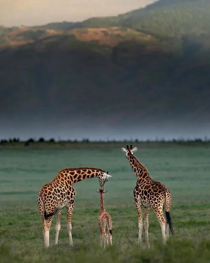 67 Incredible Shots By Indian Wildlife Photographer, Varun Aditya