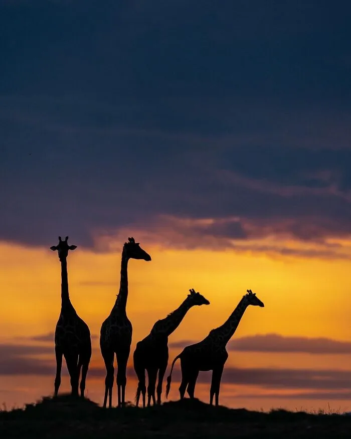 67 Incredible Shots By Indian Wildlife Photographer, Varun Aditya
