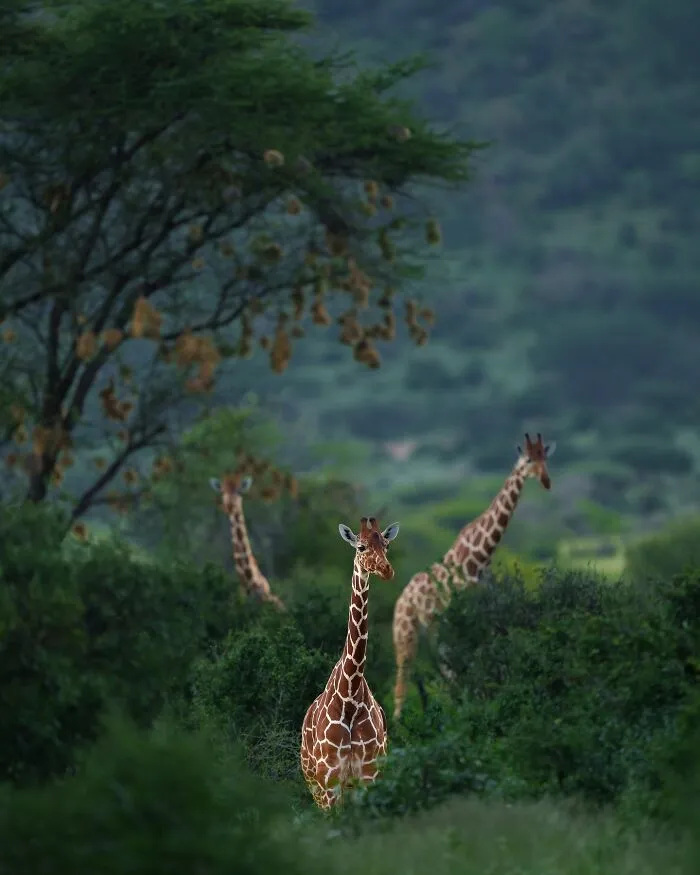 67 Incredible Shots By Indian Wildlife Photographer, Varun Aditya