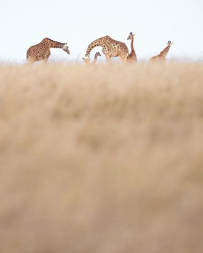 67 Incredible Shots By Indian Wildlife Photographer, Varun Aditya