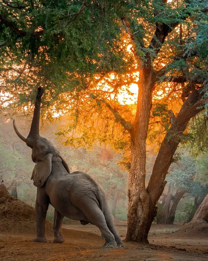 67 Incredible Shots By Indian Wildlife Photographer, Varun Aditya