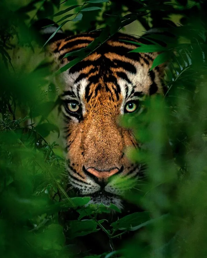 67 Incredible Shots By Indian Wildlife Photographer, Varun Aditya