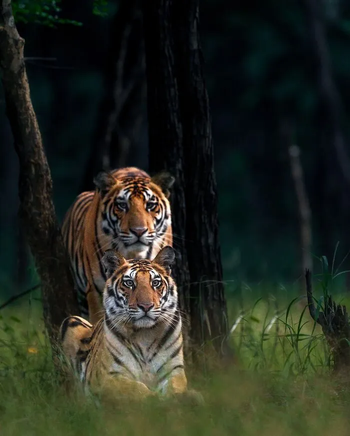 67 Incredible Shots By Indian Wildlife Photographer, Varun Aditya