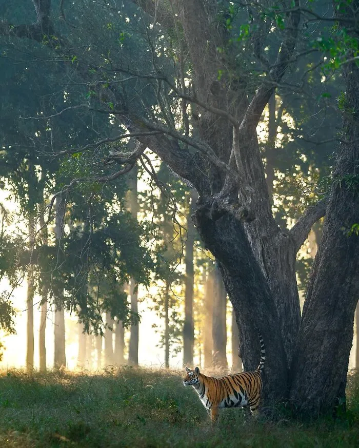 67 Incredible Shots By Indian Wildlife Photographer, Varun Aditya