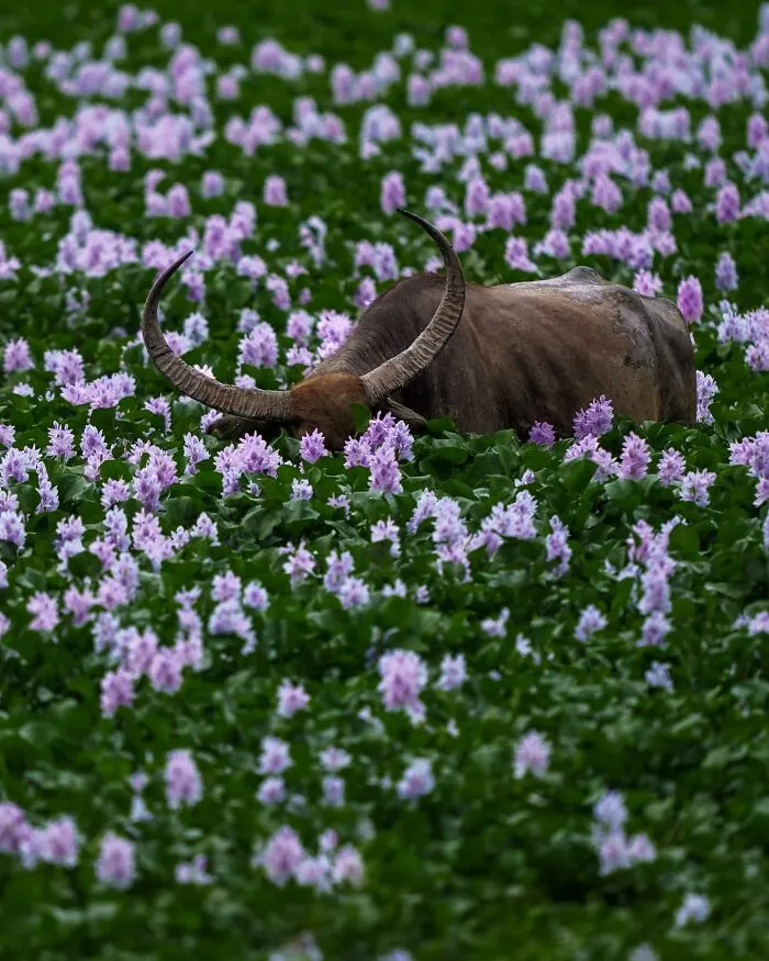 67 Incredible Shots By Indian Wildlife Photographer, Varun Aditya