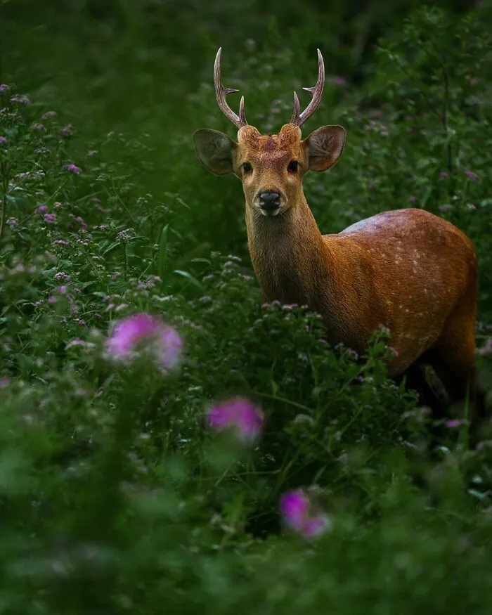 67 Incredible Shots By Indian Wildlife Photographer, Varun Aditya