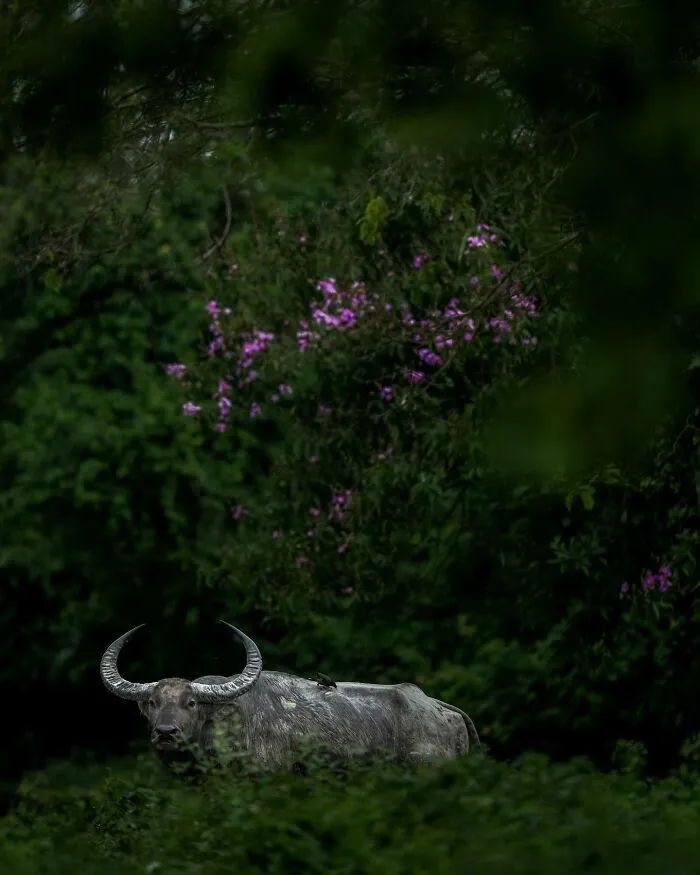 67 Incredible Shots By Indian Wildlife Photographer, Varun Aditya