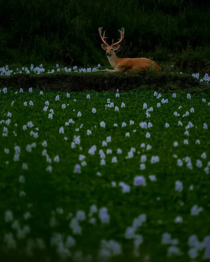 67 Incredible Shots By Indian Wildlife Photographer, Varun Aditya