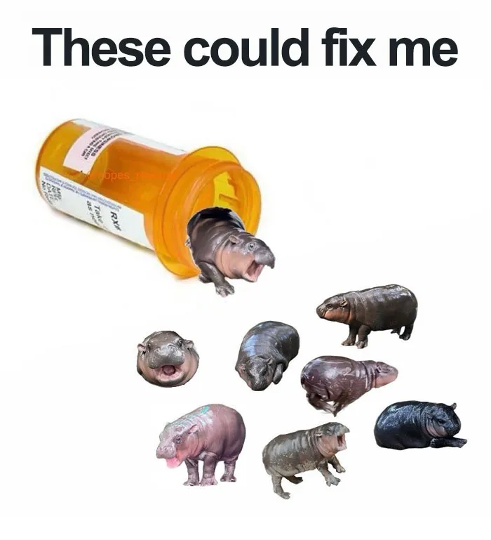 A Moo Deng Fix