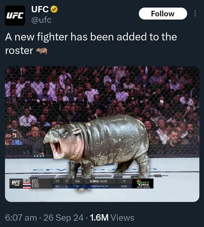 UFC Champ