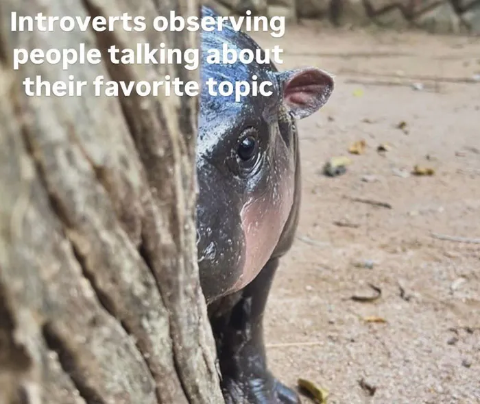 Introverts in Hiding