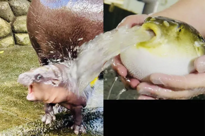 Shower Puff