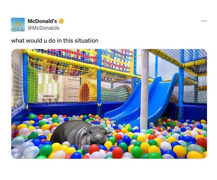 Ball Pit with Moo Deng