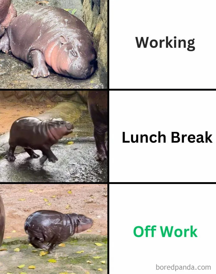Workday According to Moo Deng