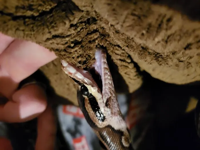 My Idiot Scaly Son Tried To Eat The Couch. He's Ok, Just Embarrassed