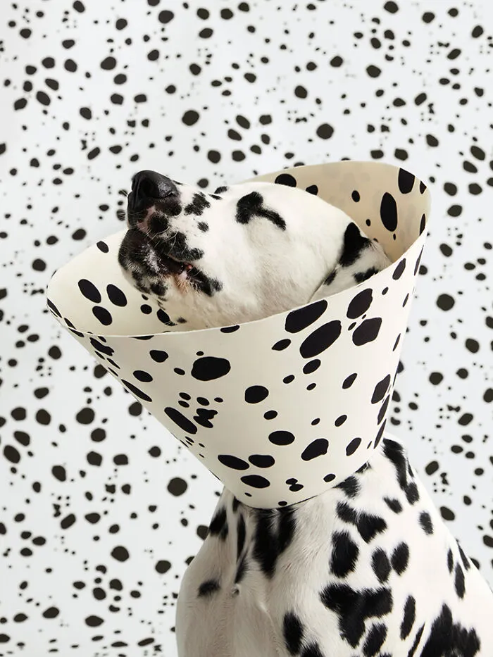 "Cone Of Shame": 14 Playful Dog Photographs By Winnie Au