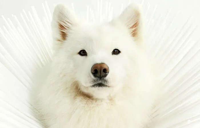 "Cone Of Shame": 14 Playful Dog Photographs By Winnie Au