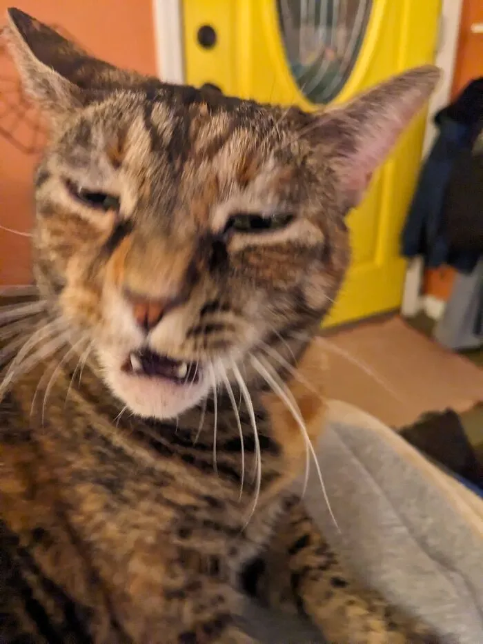 Hungry Hungry Kitty