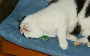 Hey Pandas, Find The Cutest Photo Of Your Cat With A Toy And Post It Here!