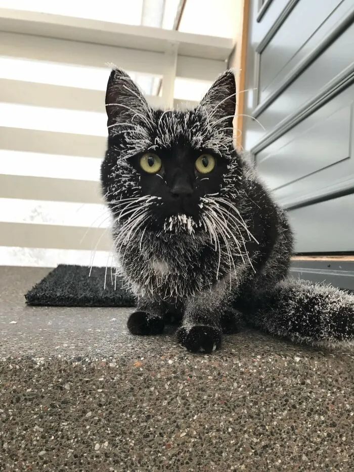 Her First Swedish Winter Came As Quite The Surprise!
