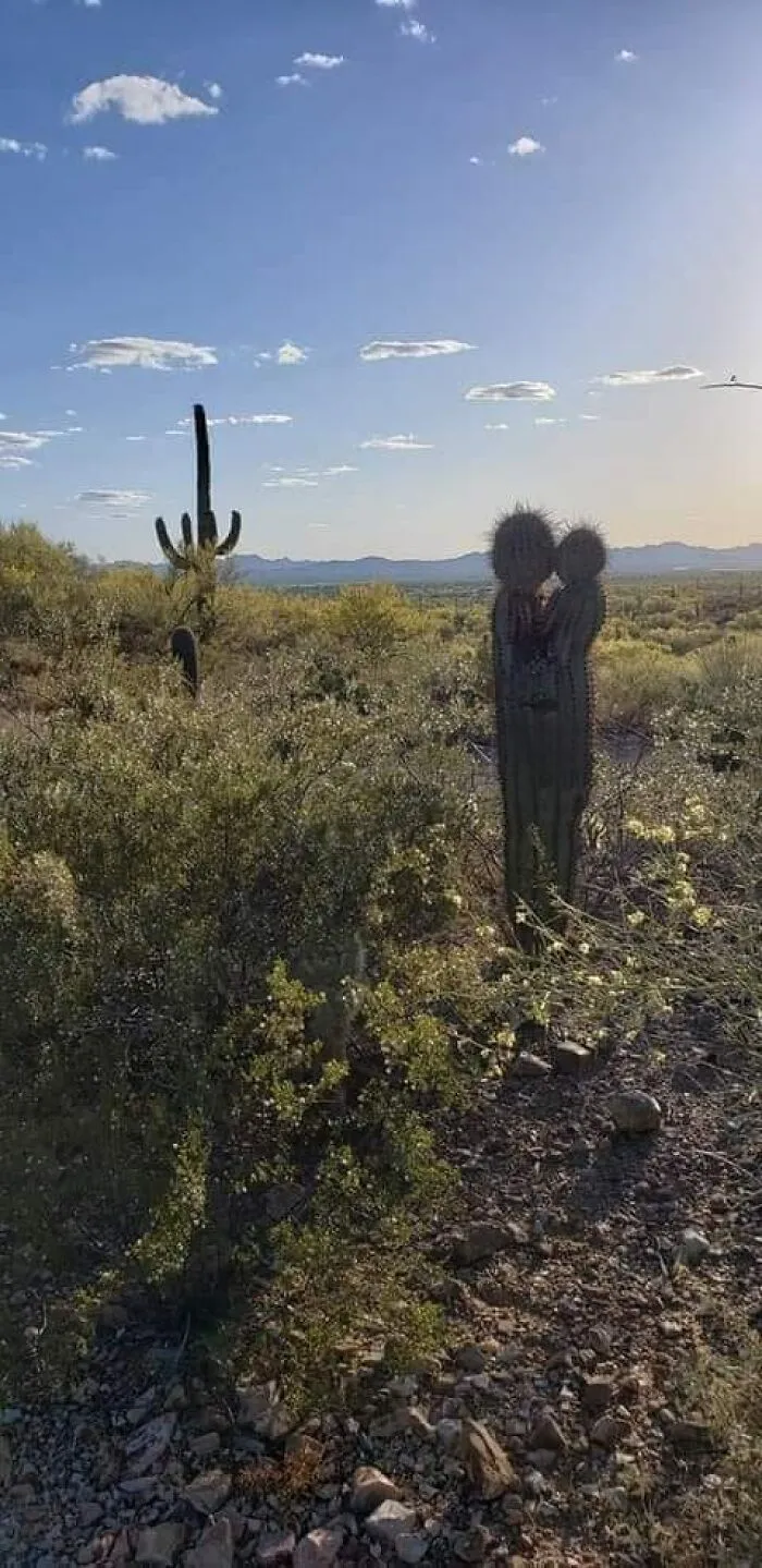 50 Puzzling Pics That Need To Be Looked At Twice To Understand What’s Happening