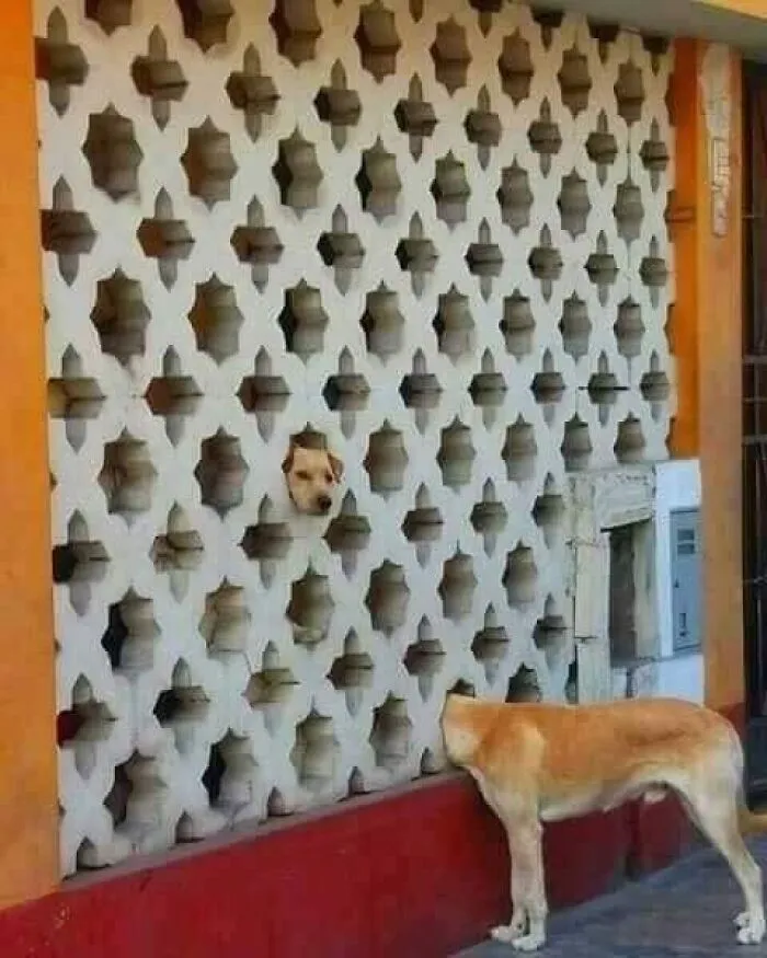 50 Puzzling Pics That Need To Be Looked At Twice To Understand What’s Happening