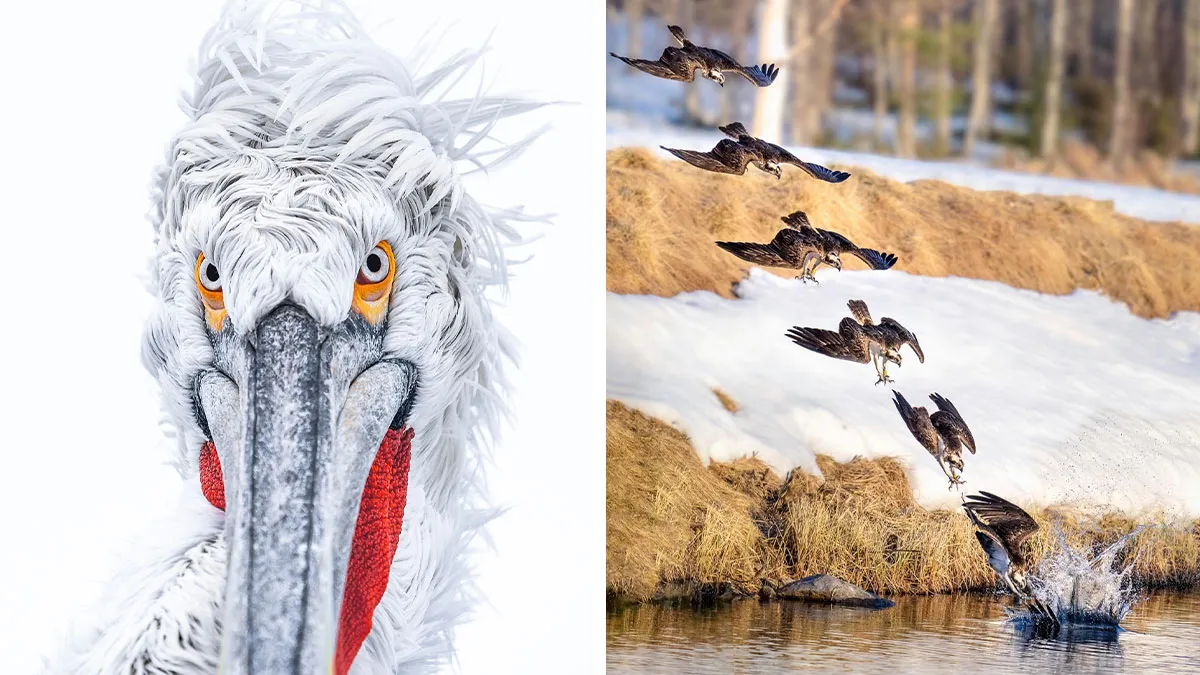 Birds Of Finland: 50 Stunning Images By Photographer Tom Nickels