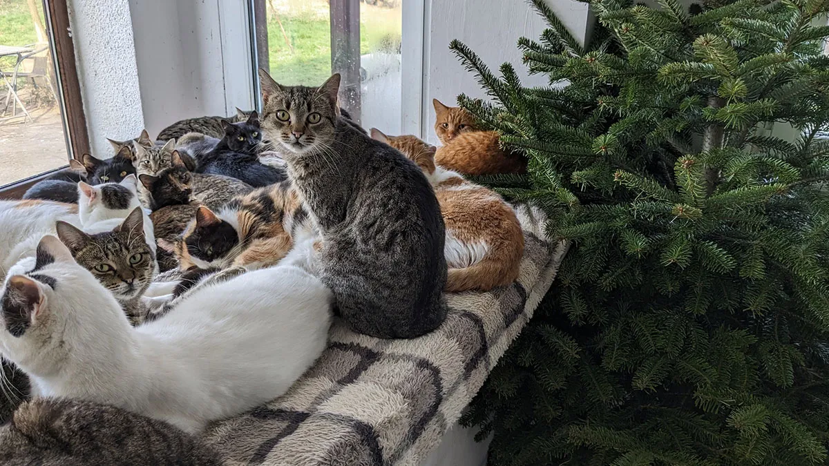 We Are Operating Romania's Largest Shelter With Over 350 Cats, And We Are In Desperate Need Of Help