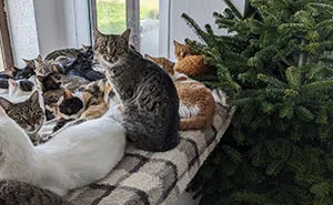 We Are Operating Romania's Largest Shelter With Over 350 Cats, And We Are In Desperate Need Of Help