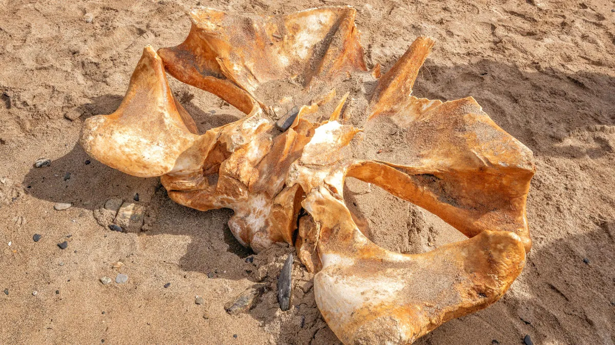 50 Times People Found Quirky Treasures Washed Ashore (New Pics)