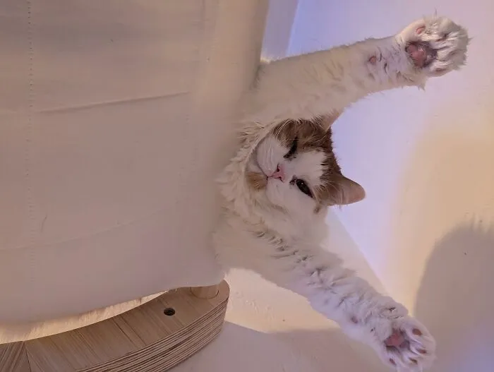Ozma Pretending To Fly