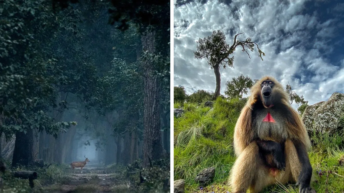67 Incredible Shots By Indian Wildlife Photographer, Varun Aditya