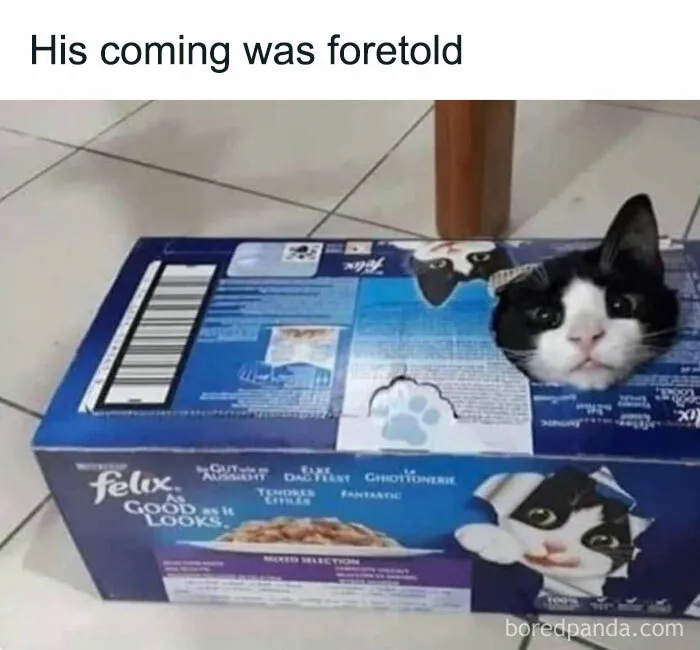 50 Memes That Cat Owners Might Find Relatable