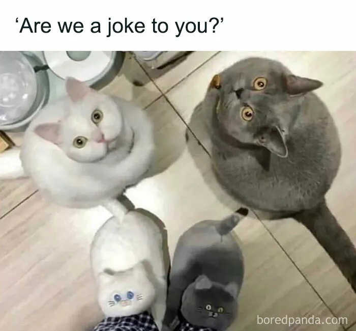 50 Memes That Cat Owners Might Find Relatable