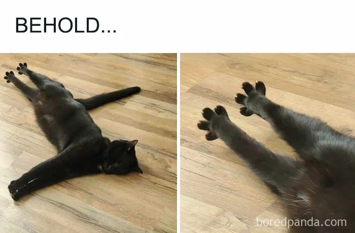 50 Memes That Cat Owners Might Find Relatable