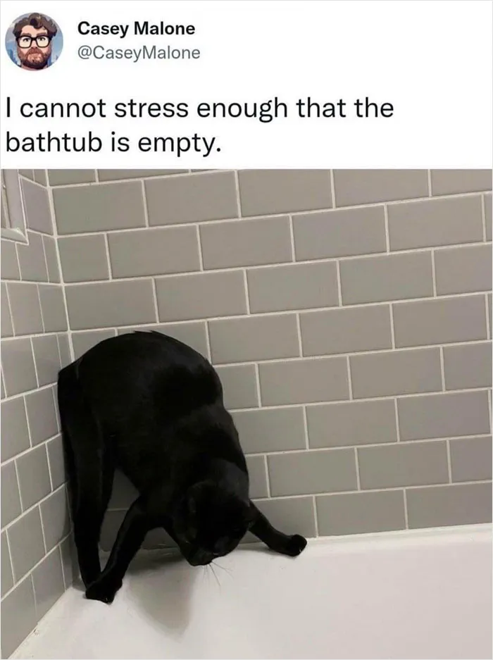 50 Memes That Cat Owners Might Find Relatable