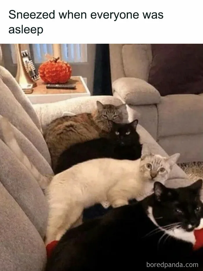 50 Memes That Cat Owners Might Find Relatable