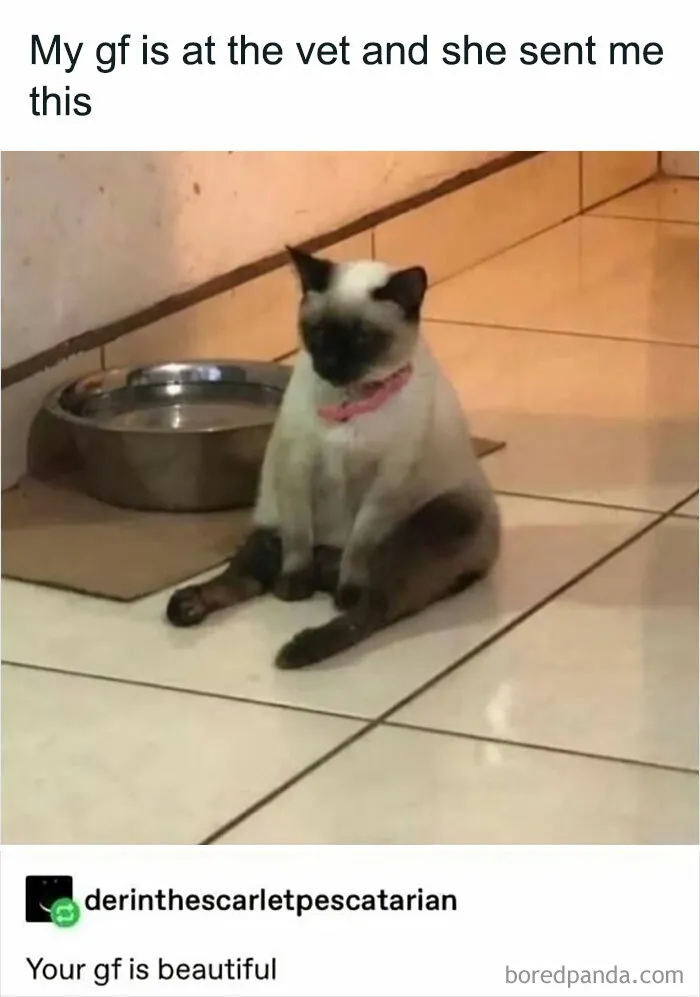 50 Memes That Cat Owners Might Find Relatable