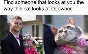 50 Memes That Cat Owners Might Find Relatable