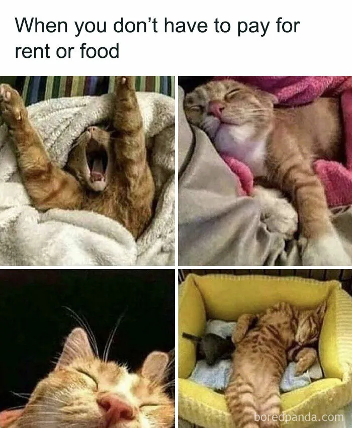 50 Memes That Cat Owners Might Find Relatable