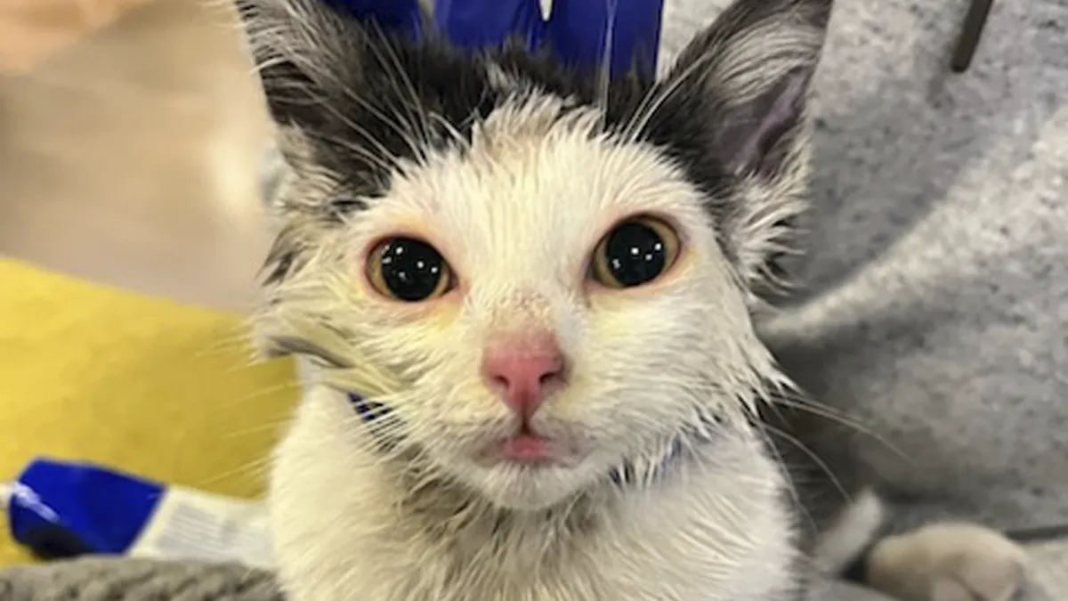Kitty Trapped In Dumpster Gets Rescued By Firefighters With Heavy Machinery, And Netizens Are Happy
