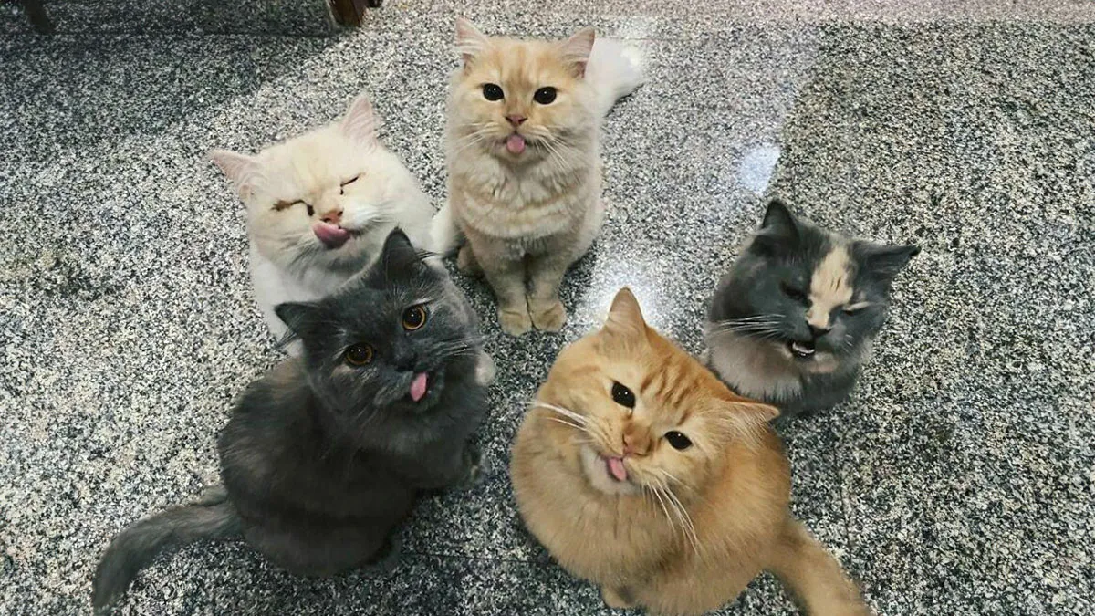 “The Council Requires Snackies”: 50 Hilarious Pics Of Cats Grouping Together