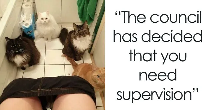 “The Council Requires Snackies”: 50 Hilarious Pics Of Cats Grouping Together