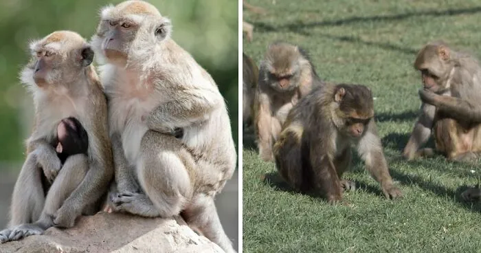 43 Monkeys Escape Research Facility, Police Issue Strict Warning: "They Don't Belong To You"