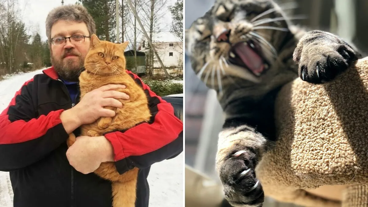 Man Passes Away After Being Scratched By His "Kind And Harmless" Cat