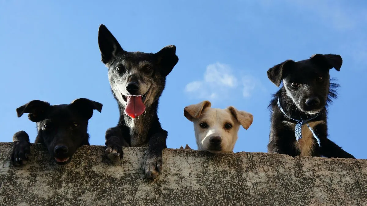 "There Are No Racist Dogs": Anti-Racism Plan Sparks Outrage After Proposing "Dog-Free Areas"