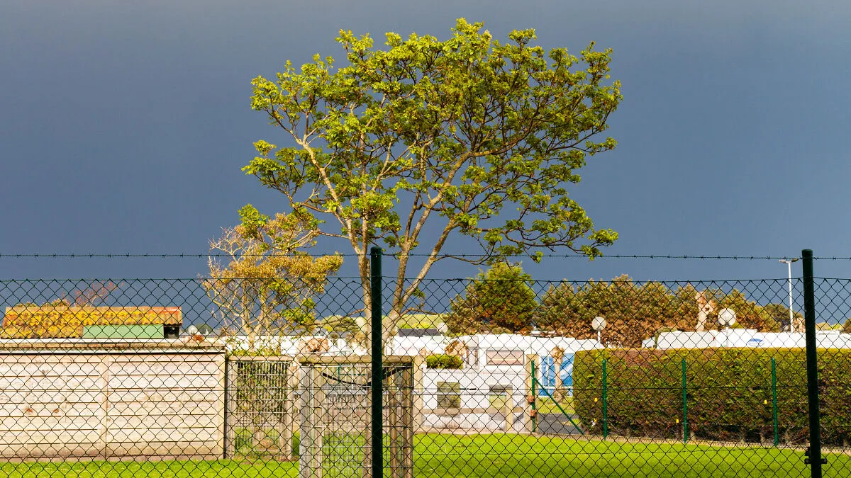 I Spent 4 Years Photographing This Tree